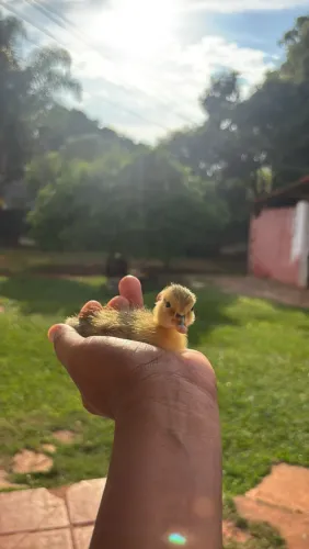 Marreco
