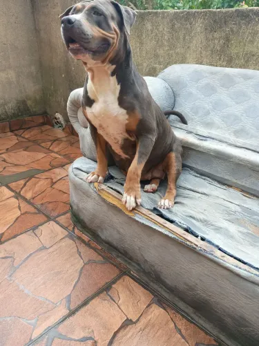Doa- se American bully femia