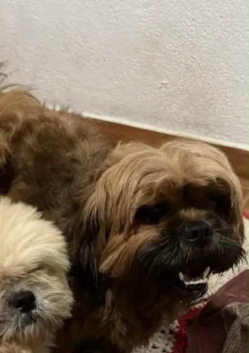 Lhasa apso Shitzu