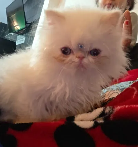 Procuro gato persa macho para cruza
