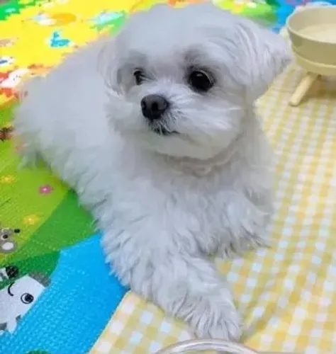 Um Branquinho Encantador para Apaixonar Você!