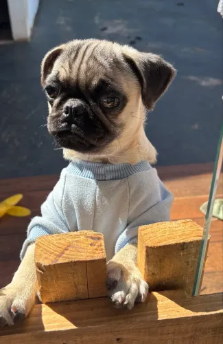 Vendo Pug com pedigree