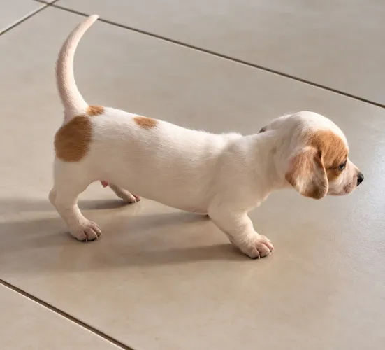 Filhote de Salsicha/ Basset