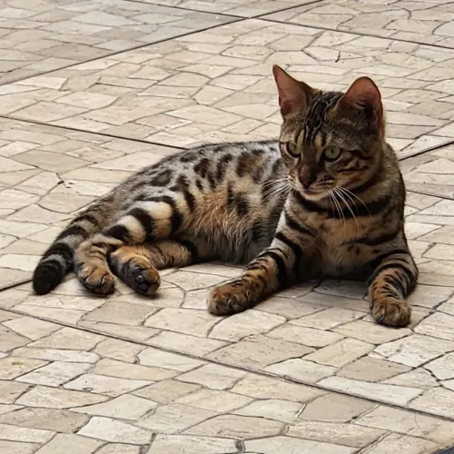 Vendo filhotes gato bengal