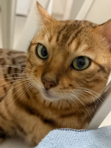 Filhote - Gato Bengal