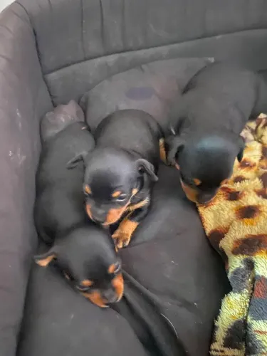 Filhotes de Pinscher (leia anúncio, pf)