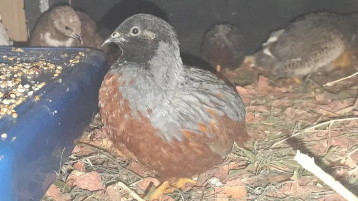 Codorna chinesa