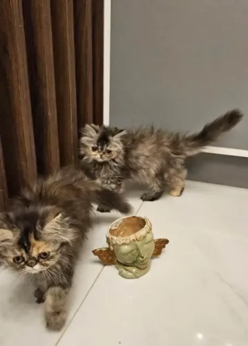 Gato Persa lindos filhotinhos com aparência nobre
