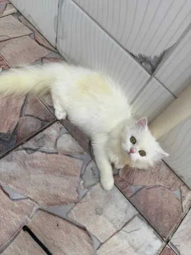 Vendo Gato Persa