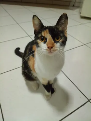 Doação de gatinhas