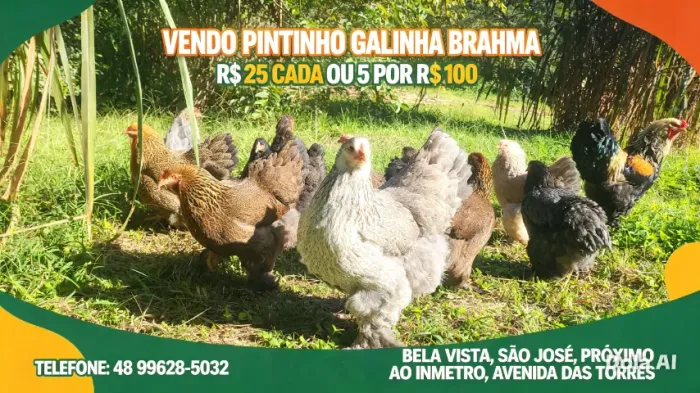 Brahma 5 por 100 pais na foto