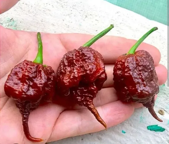  Pimenta Carolina Reaper Chocolate 