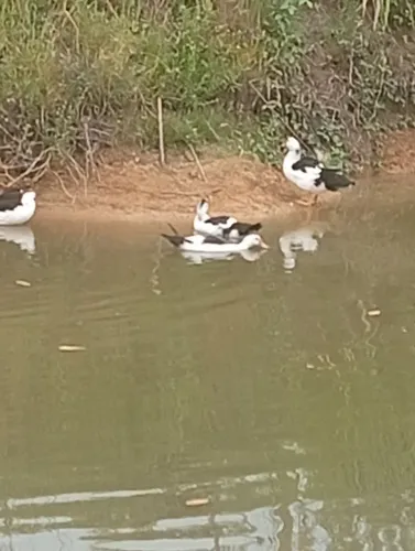 Vende-se pato