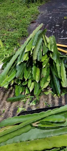 Pitaya Muda Cladódio 5 Unidades