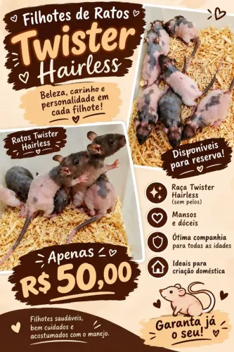 Ratos twister Hairless