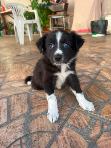 Border collie 