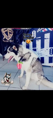 Vendo ou troco Cadela husky siberiano jovem