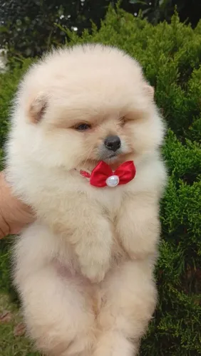 Lulu da pomerania 
