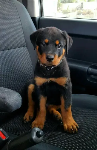 Filhotes de rottweiler