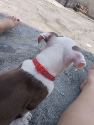 Pit bull filhote macho