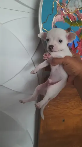 Pincher macho branco