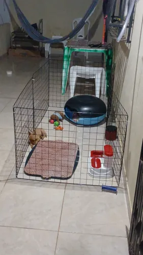 Cachorro pincher