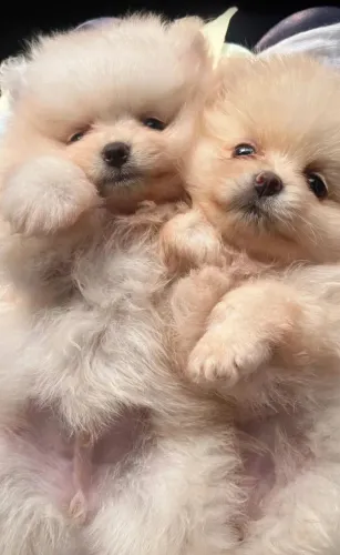 Lulu da pomerania