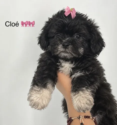 Poodle