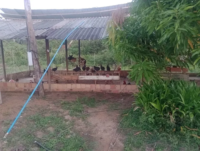Galinhas caipira
