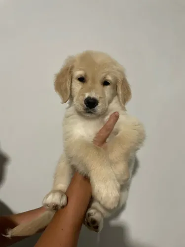 Golden Retriever promoção