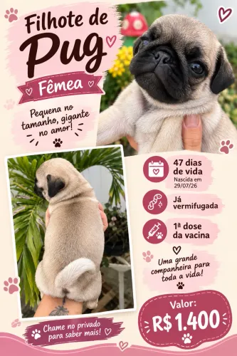 Filhote de Pug