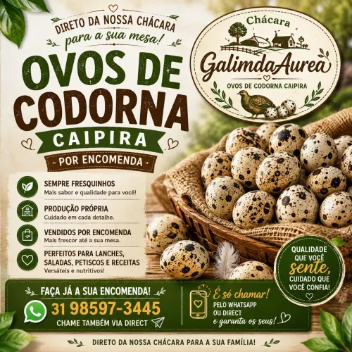 Ovos de codorna caipira por encomenda