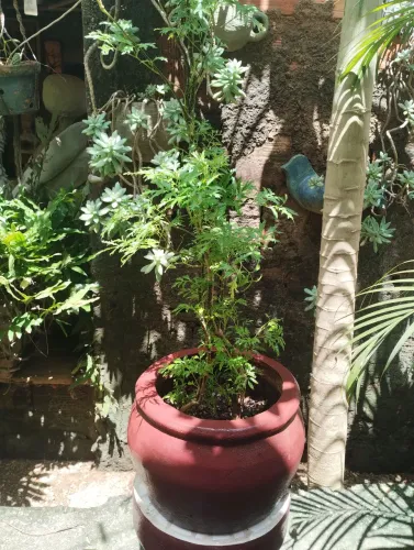 Árvores da felicidade grandes no vaso