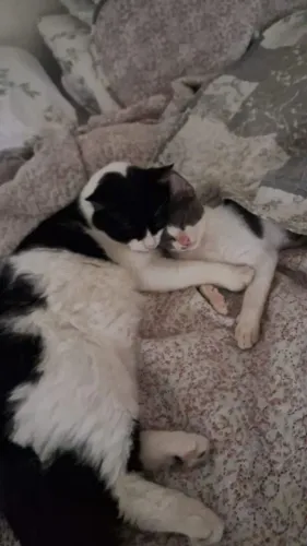Gatos para doação