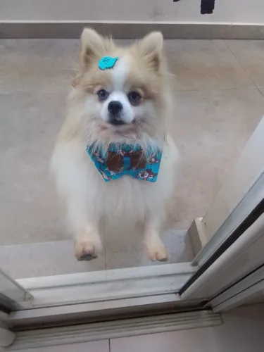 Spitz Alemão Macho Padreador Cruza