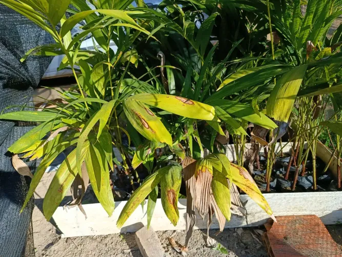 Muda de palmeira imperial