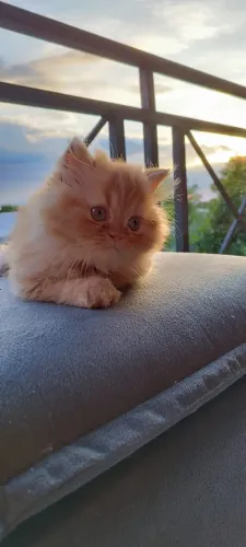 Gato Persa lindos filhotinhos com estrutura de qualidade