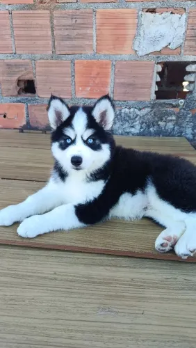 Cachorro husky siberiano