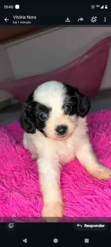 Vendo cachorro macho da raça shiatsu com poodle