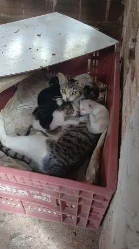 Doação de gatinhos