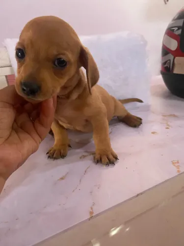 Basset Dachshund (salsicha)