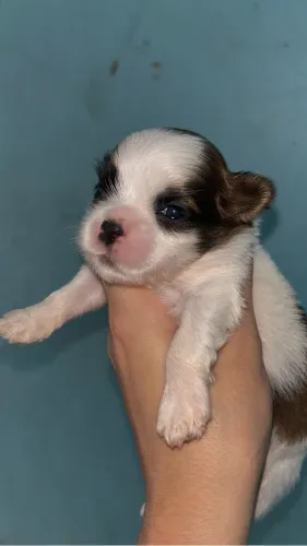 Shihtzu