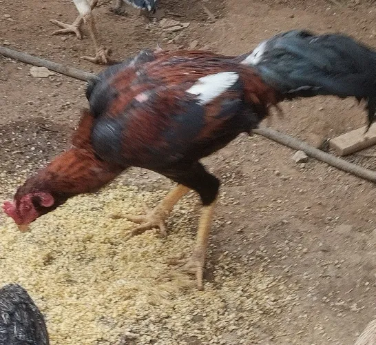 Frangos 
