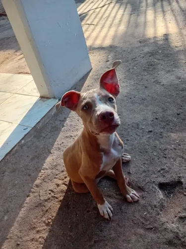 Pitbull 