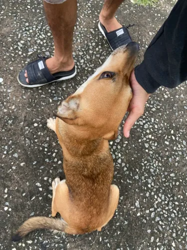 Doa se cadelinha vira lata