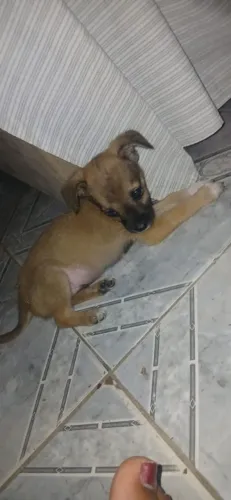 Filhotes para adoção, 1 macho e 1 femea porte médio apenas 3 meses de vida