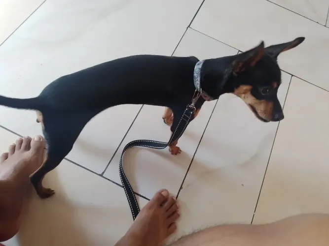 Cachorro pinche