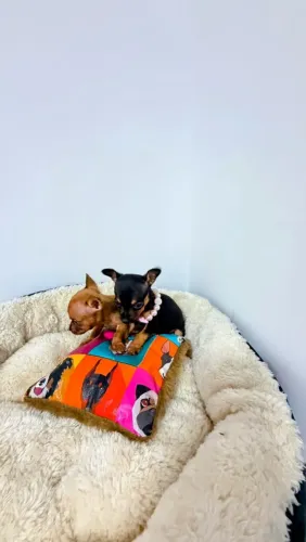PINSCHER MINIATURAS