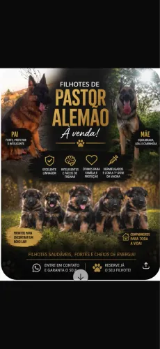 Vendo filhotes de pastor alemão