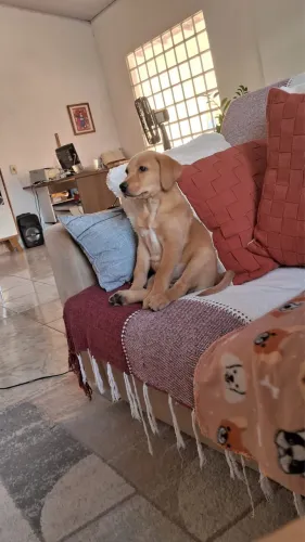 Filhote de Labrador cachorro  